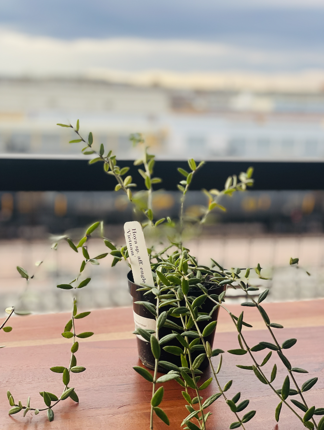 Hoya Vietnam